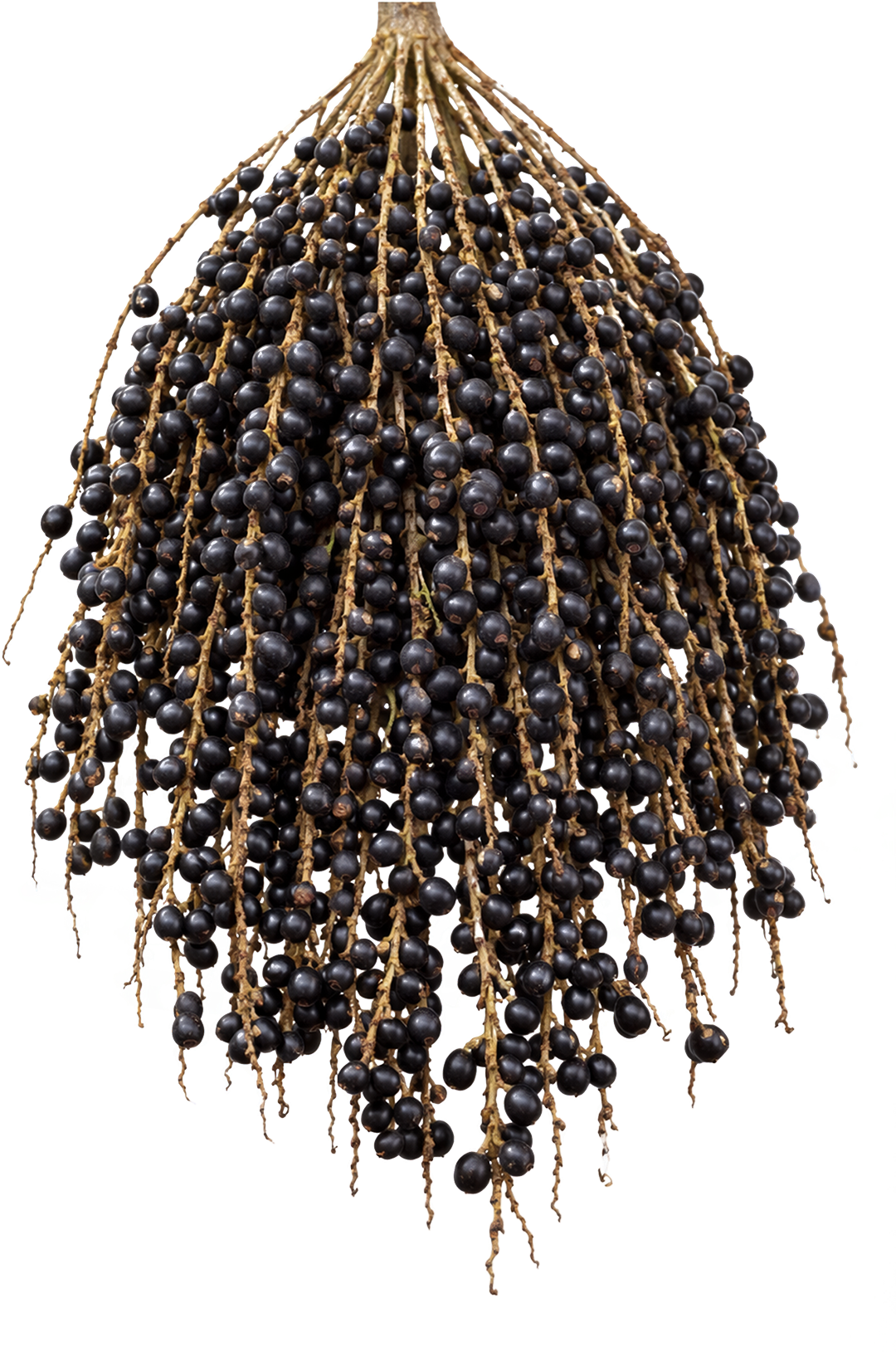 Cacho de frutos da palmeira juçara